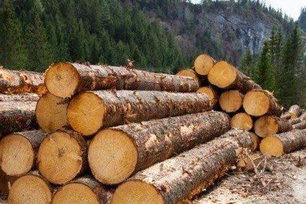 BIG BREAKING: RTI Reveals Massive Timber Scam in J&K FDC North Circle – Contradictory Claims by FDC and Forest Dept Spark Cover-Up Fears
